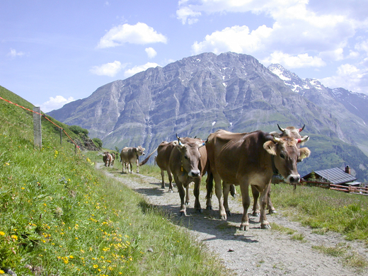 Almauftrieb
