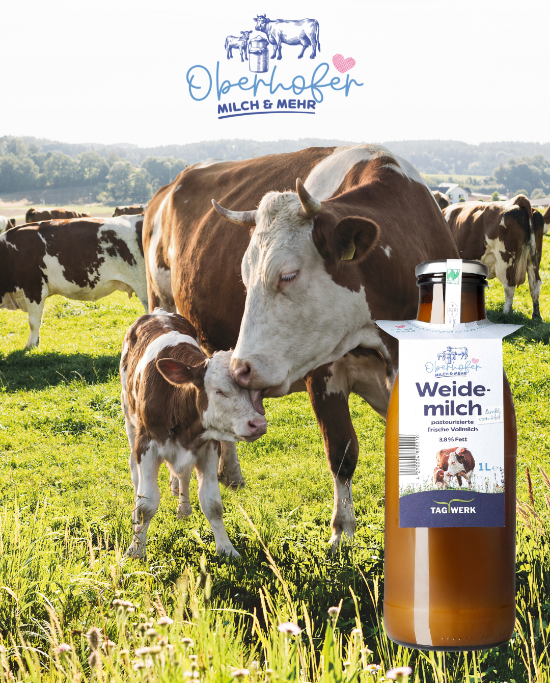 Freisteller von Milch auf Hintergrund von Kuhweide